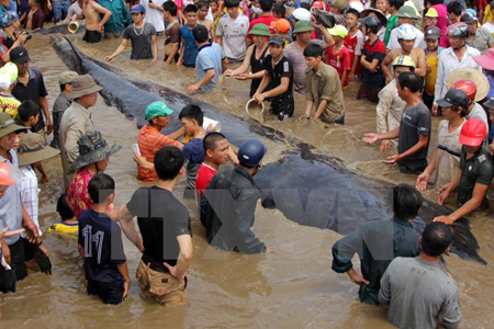 Các lực lượng chức năng cùng người dân nỗ lực giải cứu cá voi mắc cạn tại bờ biển xã Diễn Thịnh.